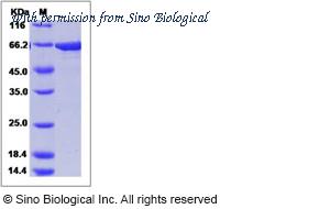Sino Biological 10747-H09B-A image 1