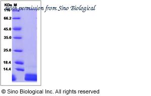 Sino Biological 10877-HNCE image 1