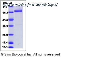 Sino Biological 14501-H02H image 1