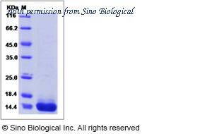 Sino Biological 50428-M07E image 1