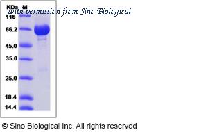 Sino Biological 10255-H07E image 1