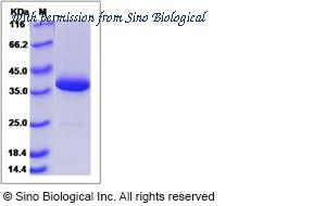 Sino Biological 13419-H05H image 1