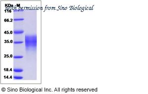 Sino Biological 14890-HNAH image 1