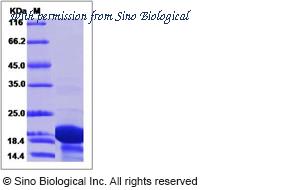 Sino Biological 15112-H07E image 1