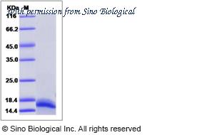 Sino Biological 15597-H07E image 1