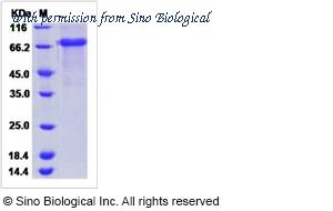 Sino Biological 50175-M02H image 1