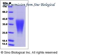 Sino Biological 50756-MNAH image 1