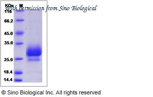 Sino Biological 51305-M08H image 1