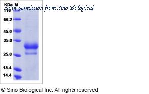 Sino Biological 12339-HNAH image 1