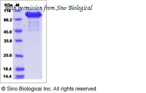 Sino Biological 13623-H08H image 1