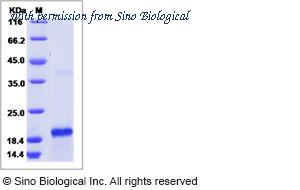 Sino Biological 14179-H07E image 1