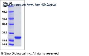 Sino Biological 14582-HNAE image 1
