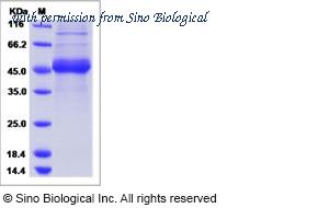 Sino Biological 15336-H02H image 1