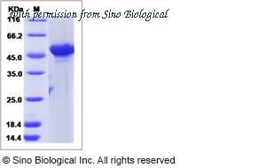 Sino Biological 15483-H07E image 1