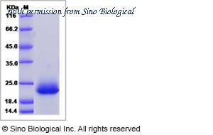 Sino Biological 15565-H08H image 1