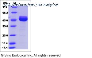 Sino Biological 15691-H02H image 1