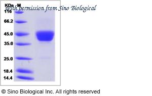 Sino Biological 50721-M02H image 1