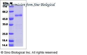 Sino Biological 51078-M05H image 1