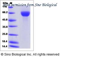 Sino Biological 90313-C08H image 1