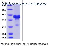 Sino Biological 13553-H01H image 1