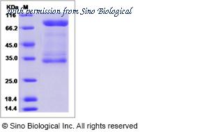 Sino Biological 14207-H02H image 1