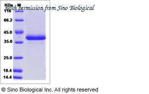 Sino Biological 15109-H01H image 1