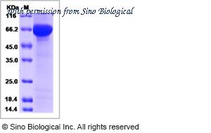 Sino Biological 15197-H08H image 1