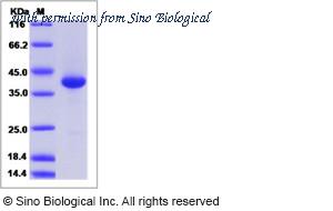 Sino Biological 15334-H05H image 1