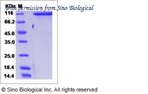 Sino Biological 50570-M08B image 1