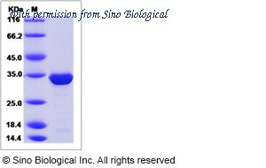 Sino Biological 51234-M07E image 1