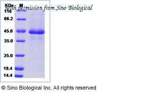 Sino Biological 70052-D01H image 1