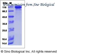 Sino Biological 50431-M08H image 1