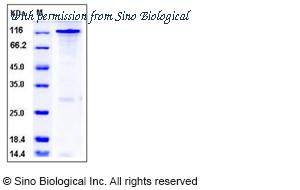 Sino Biological 12249-H20B image 1