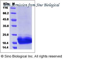 Sino Biological 50115-M08H image 1