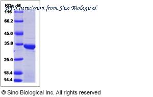 Sino Biological 15253-H07E image 1