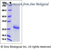 Sino Biological 16013-HNCH image 1