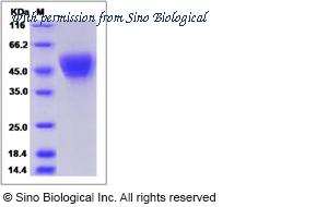 Sino Biological 51130-M08H image 1