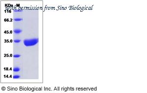 Sino Biological 51131-M08H image 1