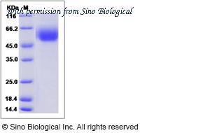 Sino Biological 51143-M08H image 1