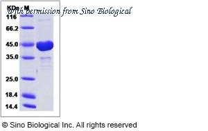 Sino Biological 15178-H07B image 1