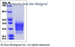 Sino Biological 13820-H08H image 1