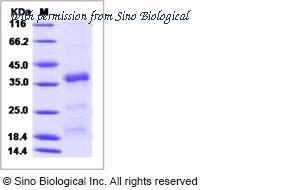 Sino Biological 10820-H08B image 1