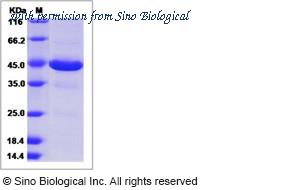 Sino Biological 13450-H05H image 1