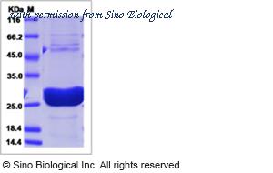Sino Biological 15237-H08H image 1