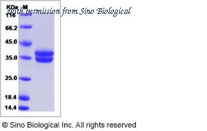 Sino Biological 15332-H01H image 1