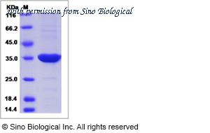 Sino Biological 15366-H08H image 1