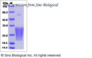 Sino Biological 15716-H08H image 1