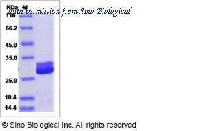 Sino Biological 51239-M07E image 1