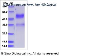 Sino Biological 70051-D02H image 1