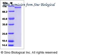 Sino Biological 80245-R08B image 1